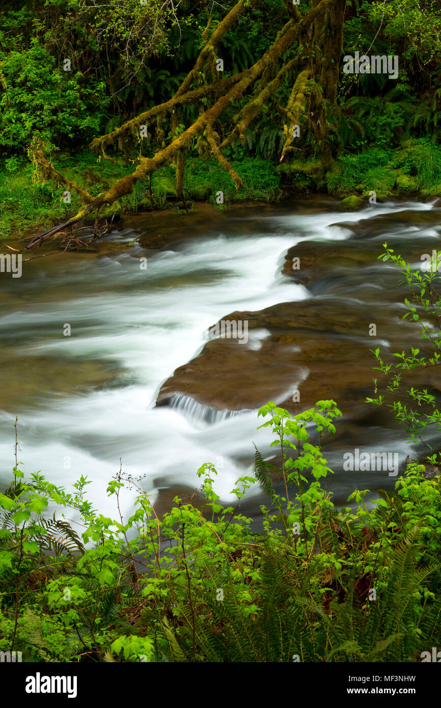 Fall Creek, Oregon Hatchery Research Center, Benton County, Oregon Stock Photo Alamy
