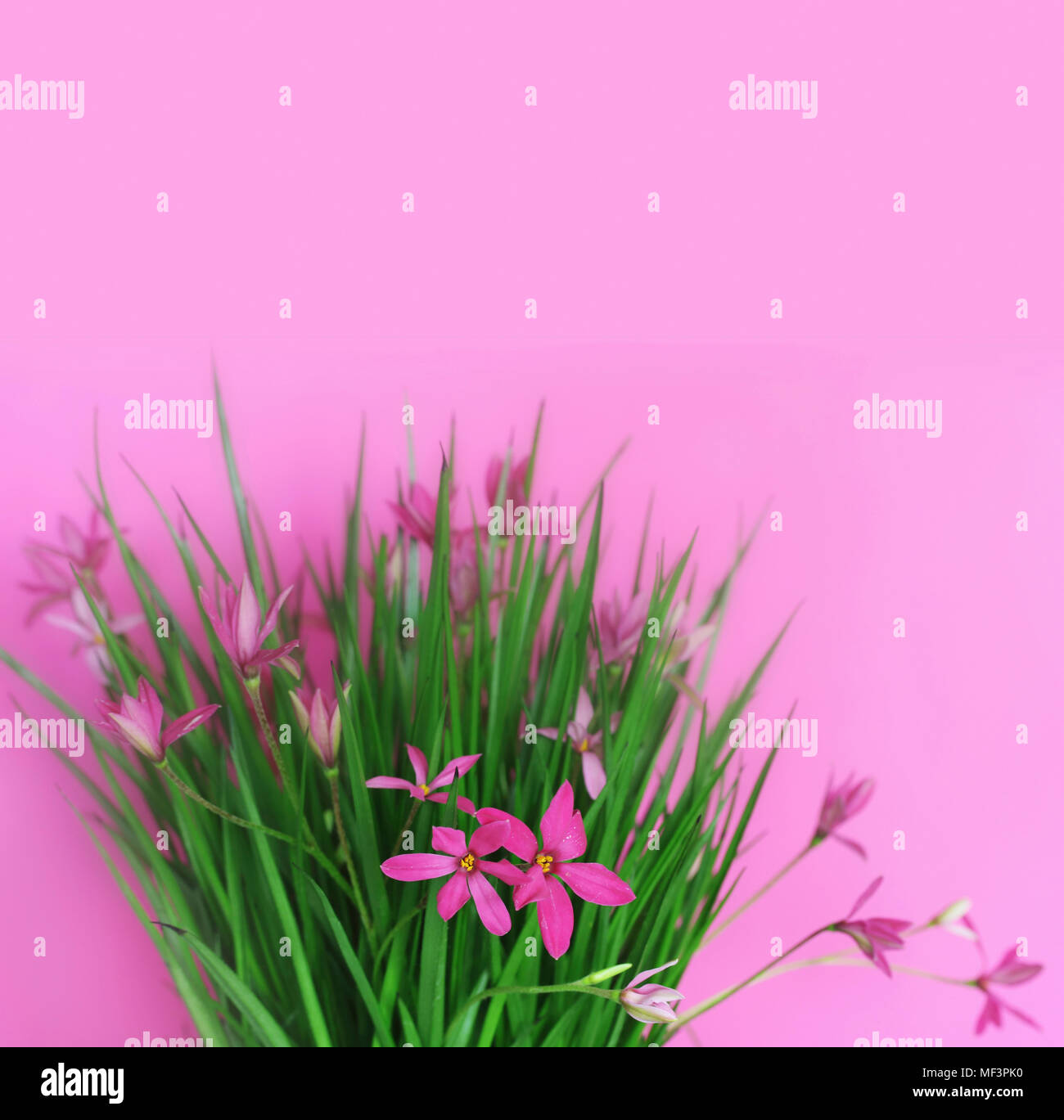 Pink coloured leaves hi-res stock photography and images - Alamy