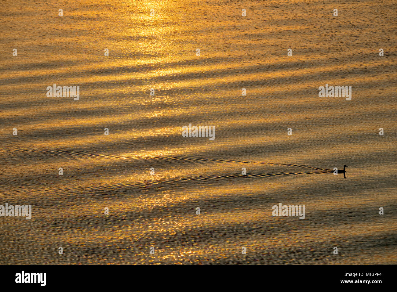 Lake Constance, cape giant petrel at sunrise Stock Photo