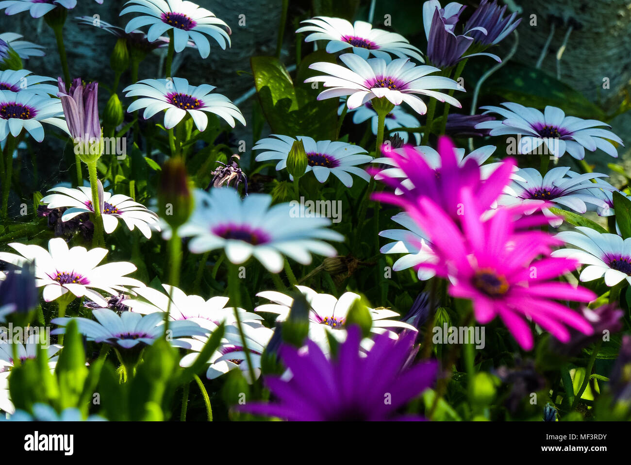 colorful flowers in the garden Stock Photo - Alamy