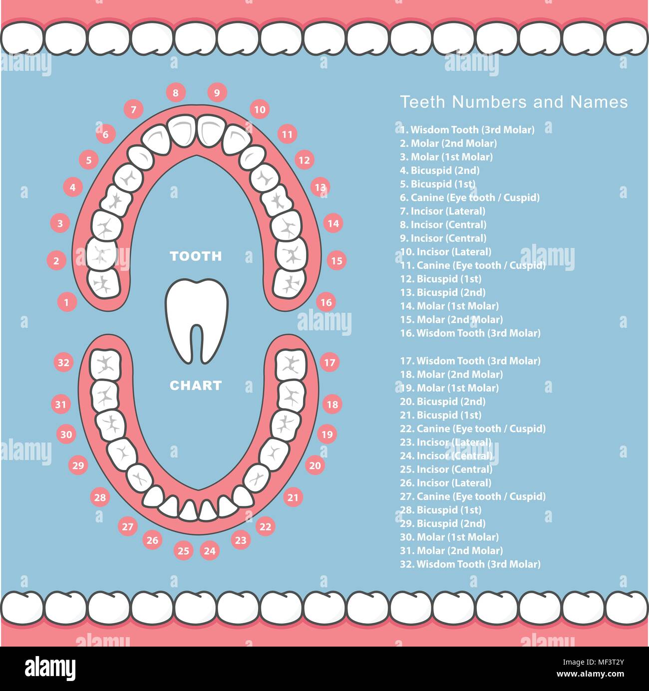 Tooth chart with names - dental infographics, teeth in jaw Stock Vector