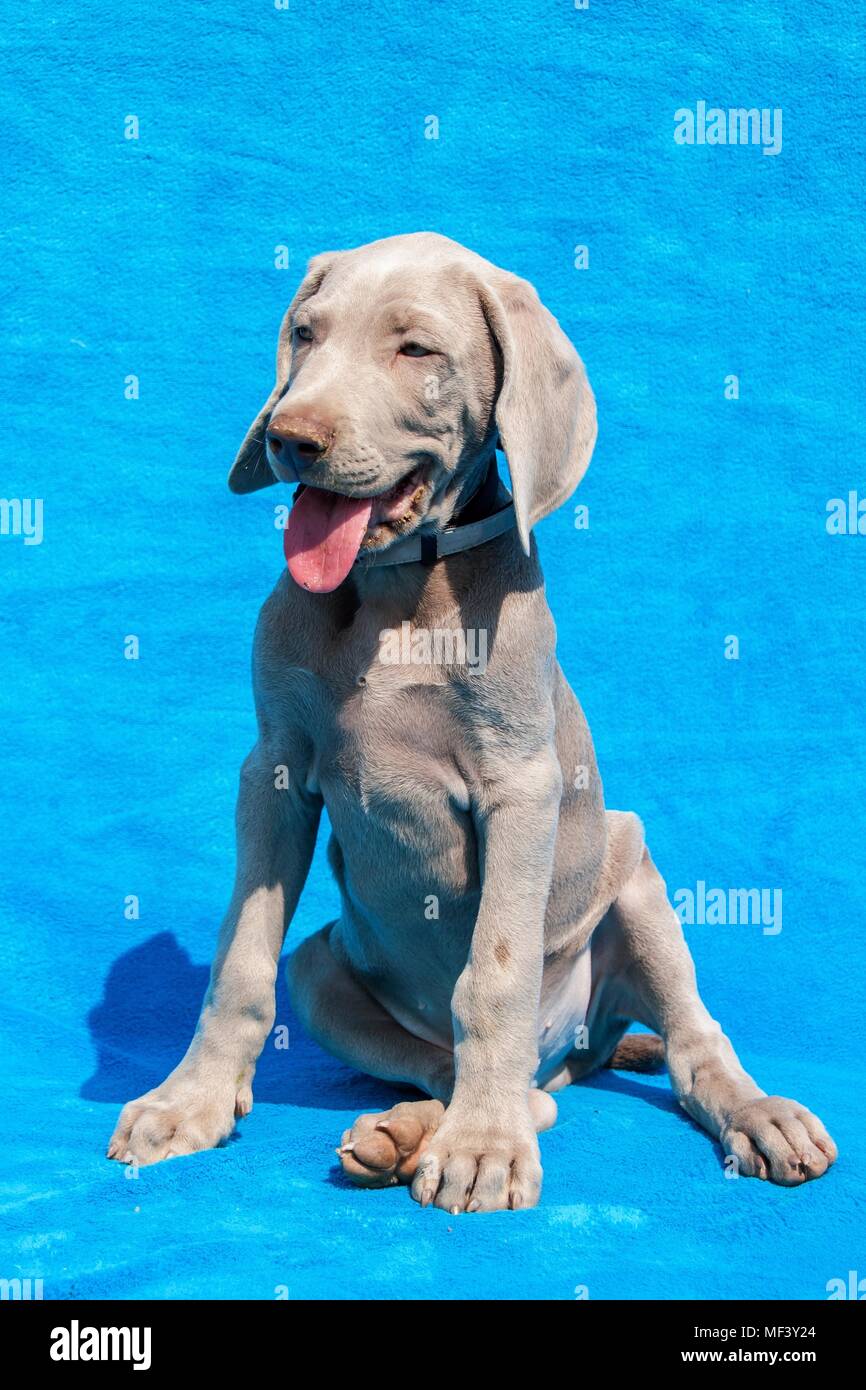 Portrait of a weimaraner puppy on blue background. Puppy of a hunting dog  Stock Photo - Alamy