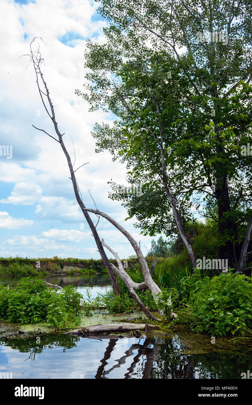 Dead and alive trees on the river bank Stock Photo - Alamy