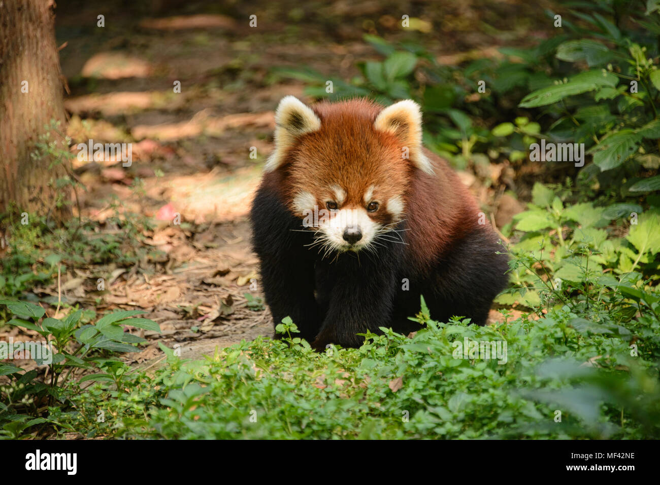 Red panda in sichuan hi-res stock photography and images - Alamy
