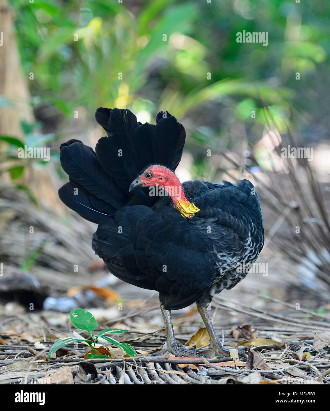 Australian Brushturkey (Alectura lathami) preening in the rainforest