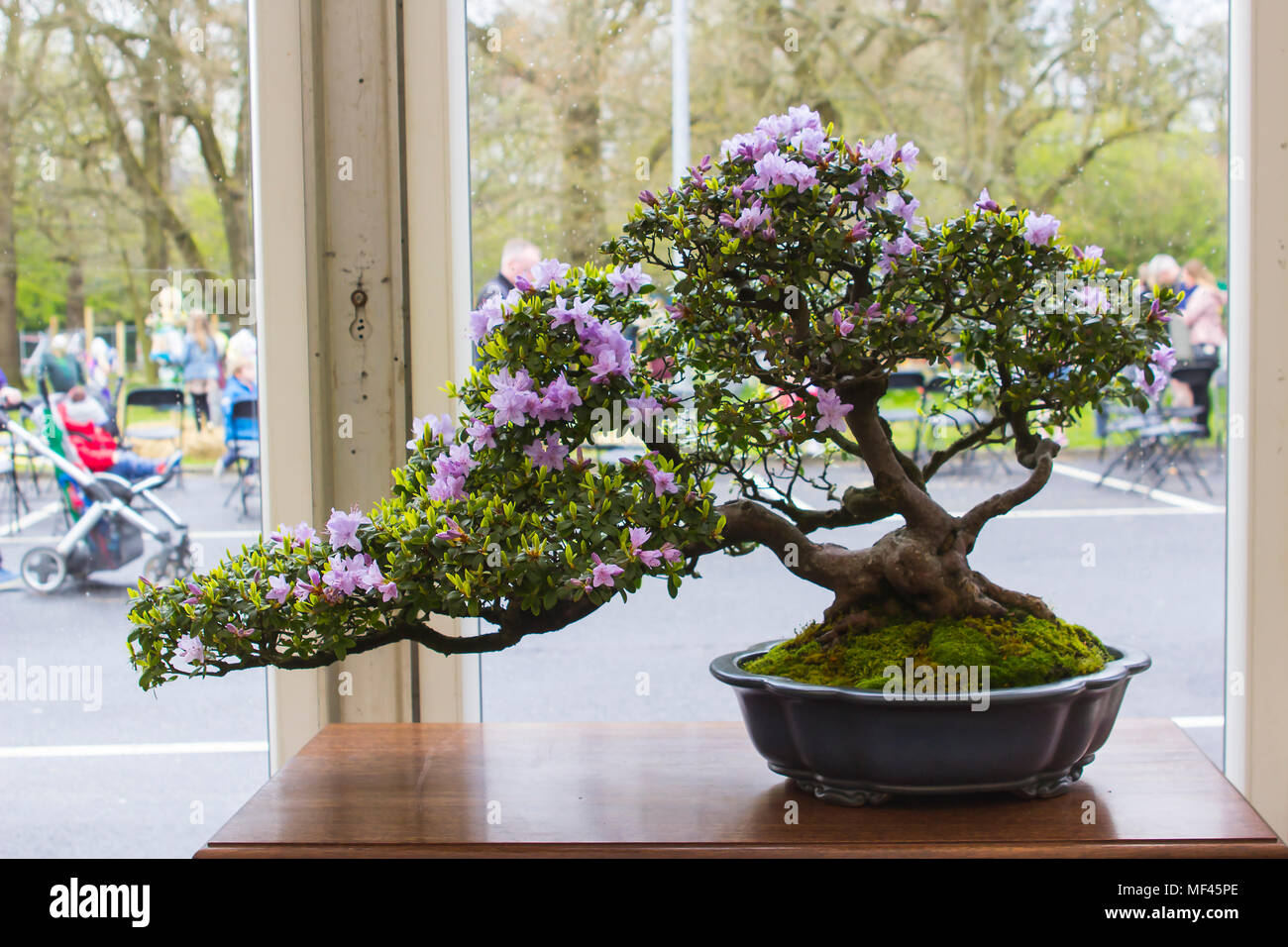 Azalea and pot Bonsai combination in training in Northern Ireland and on display at the Belfast spring festival at Barnetts Demesne in April 2018 Stock Photo
