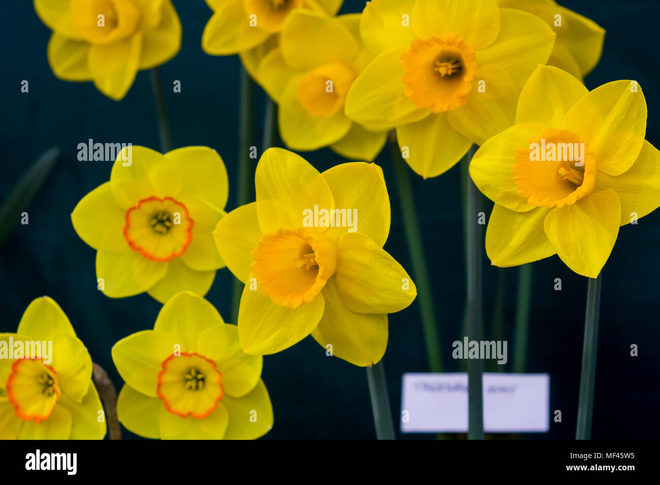 A single daffodil bloom on display in the Junior School section of the