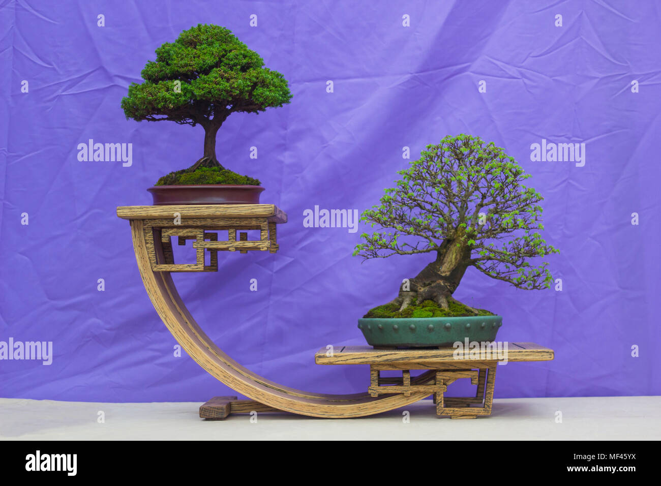 Chinese Elm and a Chamaecyparis Bonsai combination in training in Northern Ireland and on display at the Belfast spring festival at Barnetts Demesne i Stock Photo