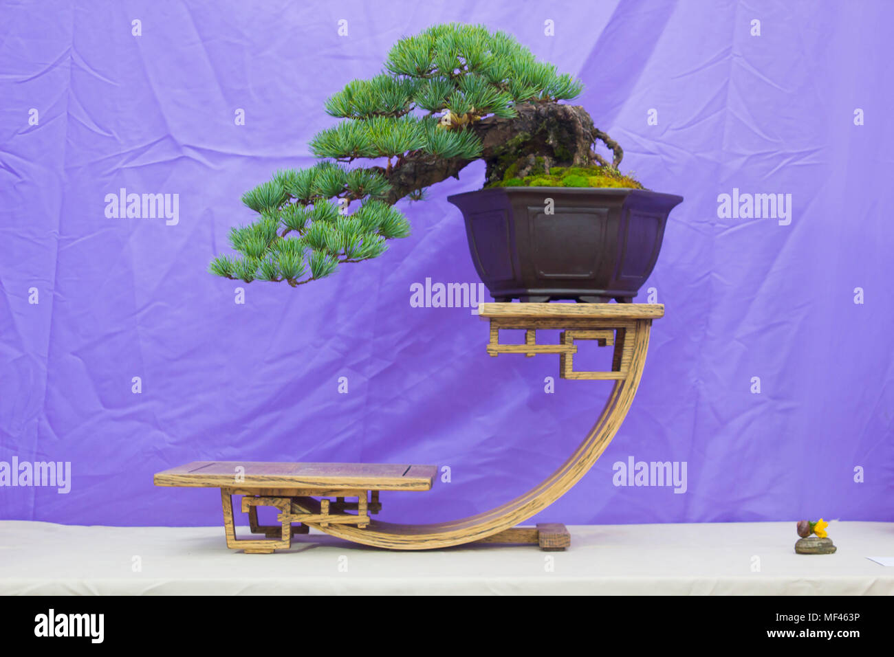 Semi Cascade Japanese White Pine Bonsai in training in Northern Ireland and on display at the Belfast spring festival at Barnetts Demesne in April 201 Stock Photo