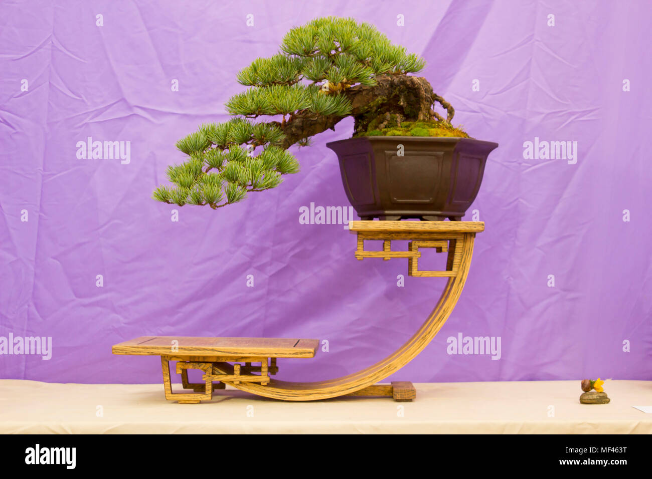 Semi Cascade Japanese White Pine Bonsai in training in Northern Ireland and on display at the Belfast spring festival at Barnetts Demesne in April 201 Stock Photo