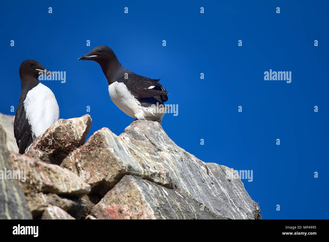 Seabird colony, daily life of thick-billed murres on ledges of rocks, rookery in high latitudes of Arctic basin Stock Photo