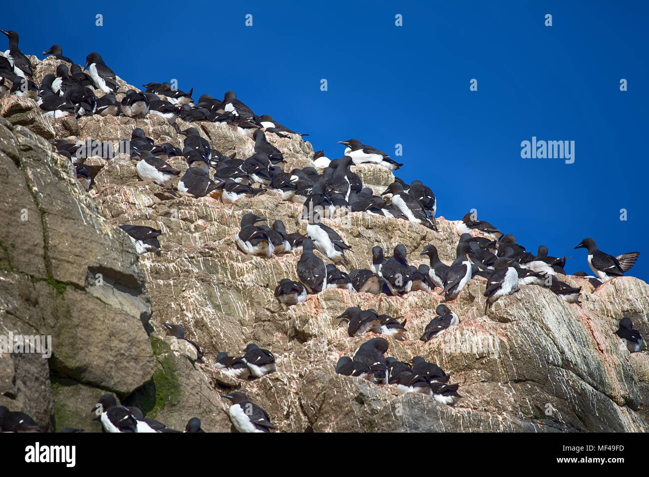 Seabird colony, daily life of thick-billed murres on ledges of rocks, rookery in high latitudes of Arctic basin Stock Photo