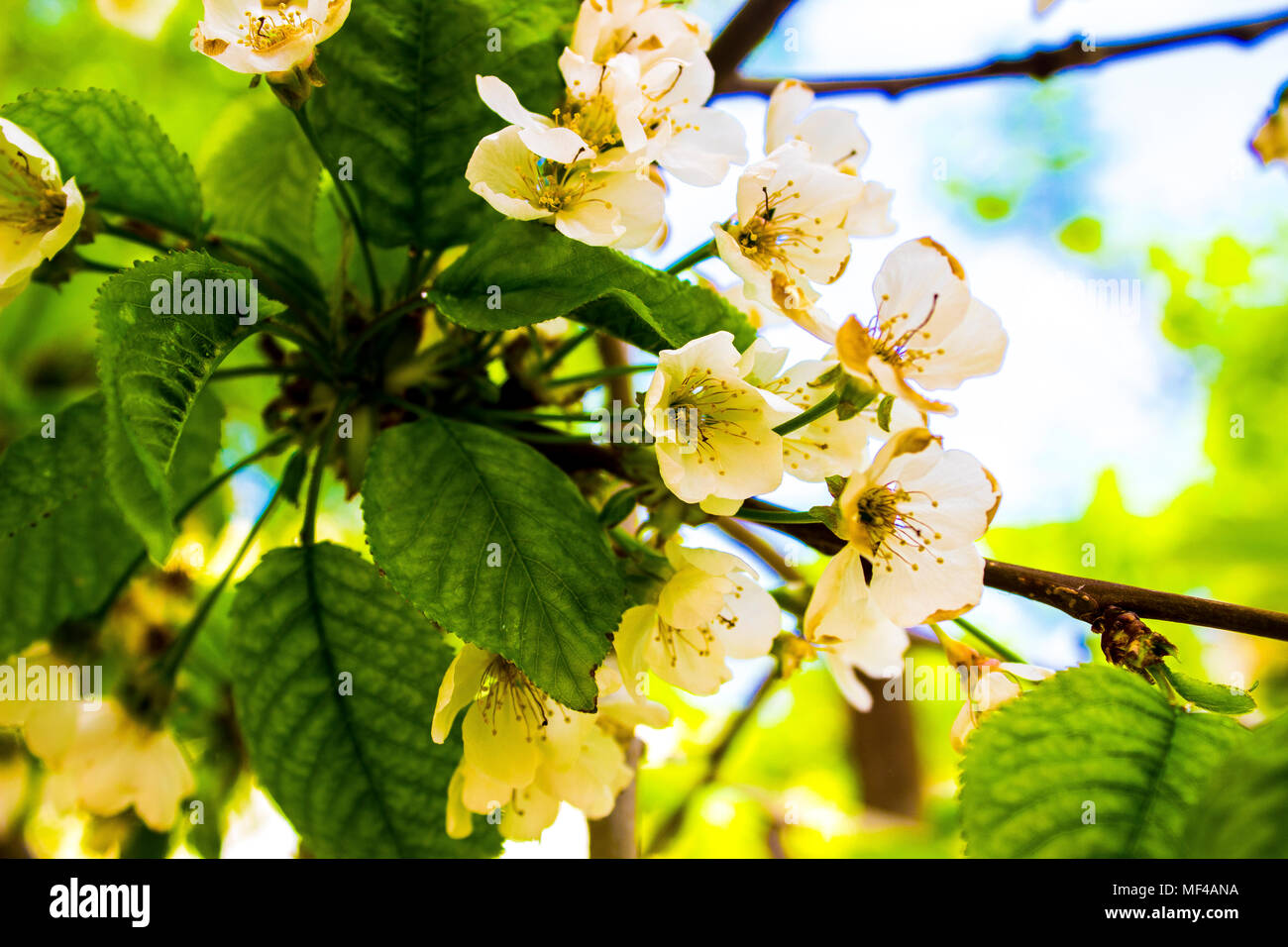white blossom in spring Stock Photo