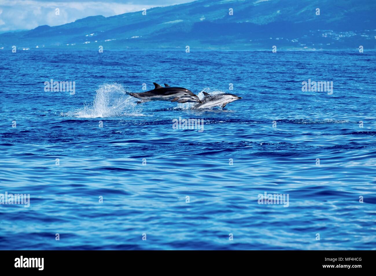 Striped dolphins leaping with huge splashes of spray Stock Photo