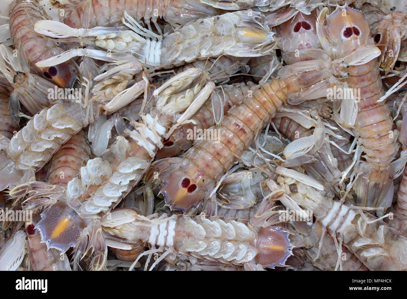 'Cicale Di Mare' a.k.a. Sea Grasshopper - Spot-tailed Mantis Shrimp (Squilla mantis) For Sale at Essaoiura, Morocco Stock Photo