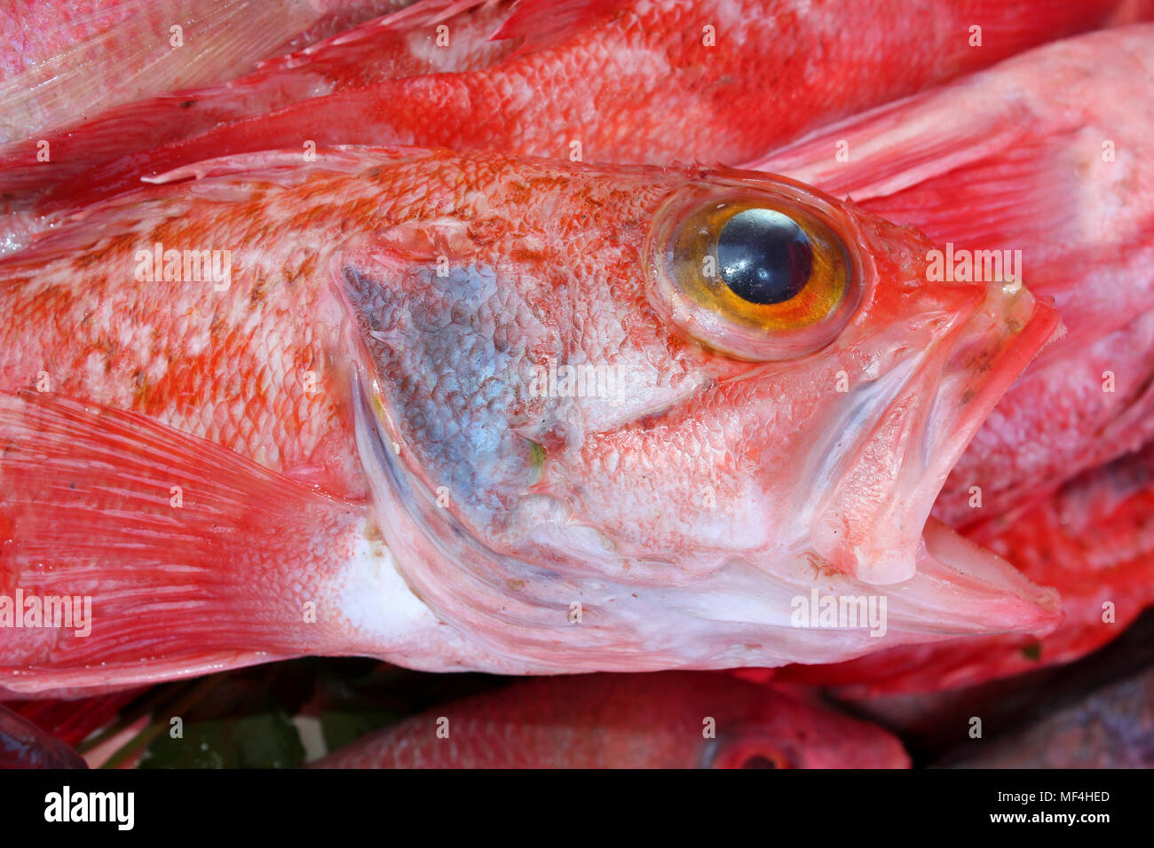 Red Snapper Stock Photo