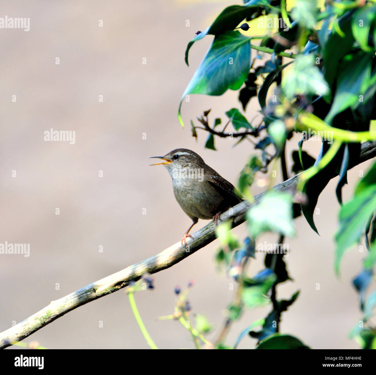 Wren (Troglodytes troglodytes) singing Stock Photo