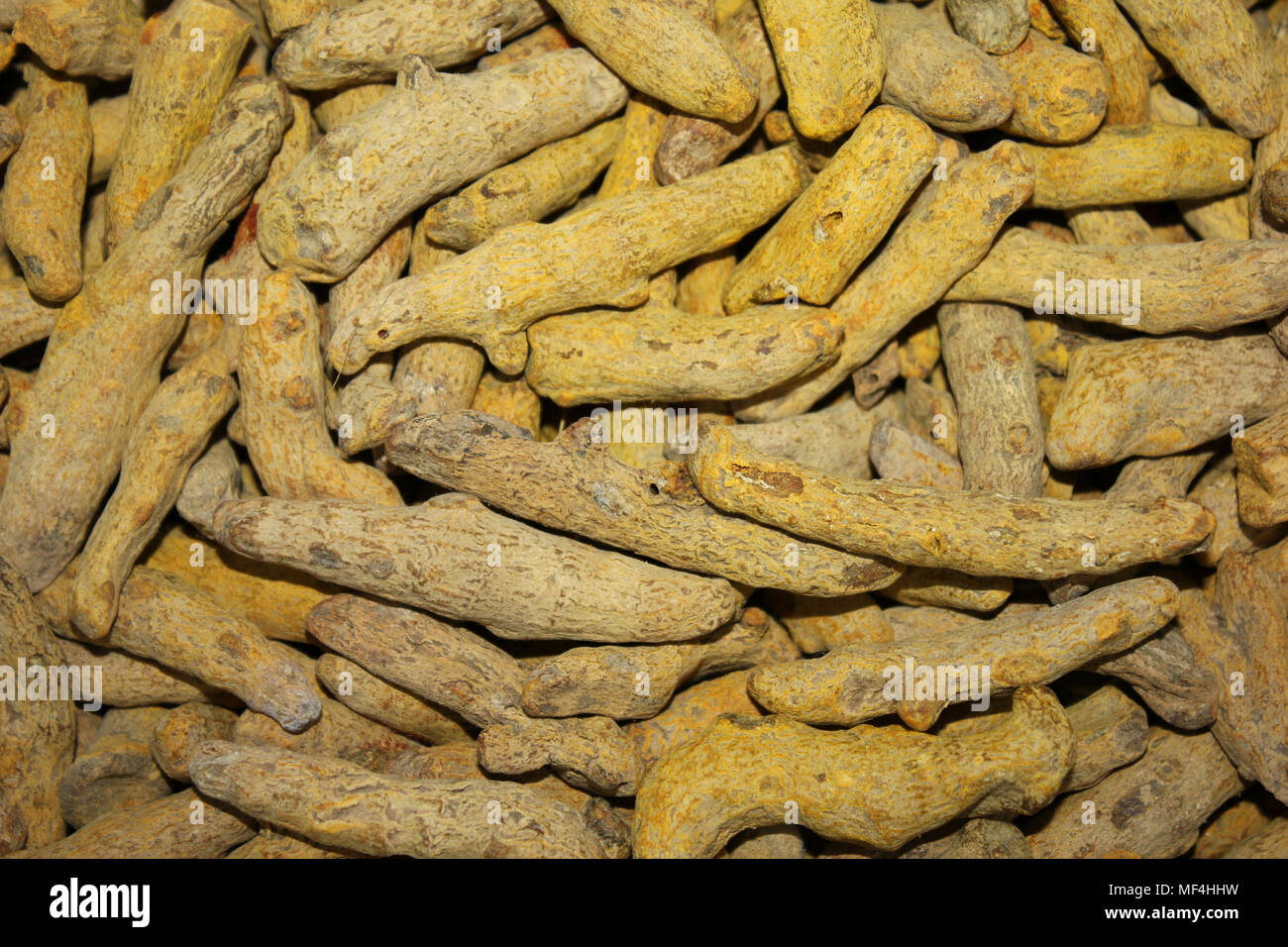 Dried Tumeric Root (Curcuma longa) Stock Photo