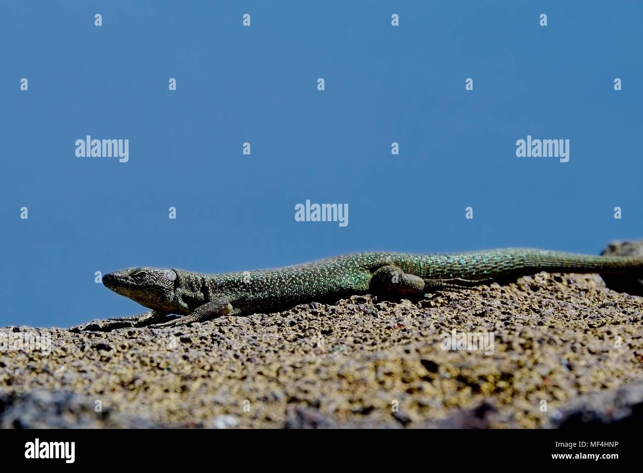 Madeiran wall lizard on a wall Stock Photo