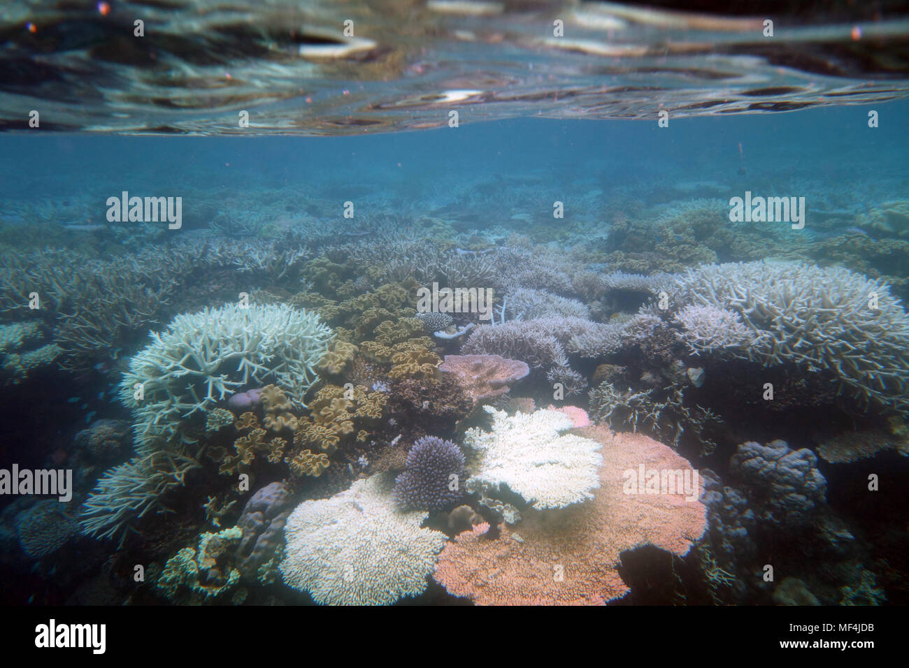 Shallow corals (mainly Acropora species) fluorescing and bleaching, Great Barrier Reef, March 2017 Stock Photo