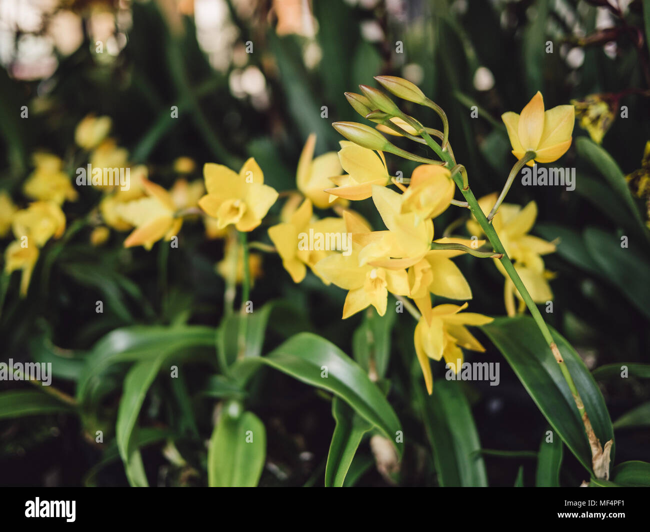 bunch of little yellow flowers and green leaves, bidens yellow Stock Photo