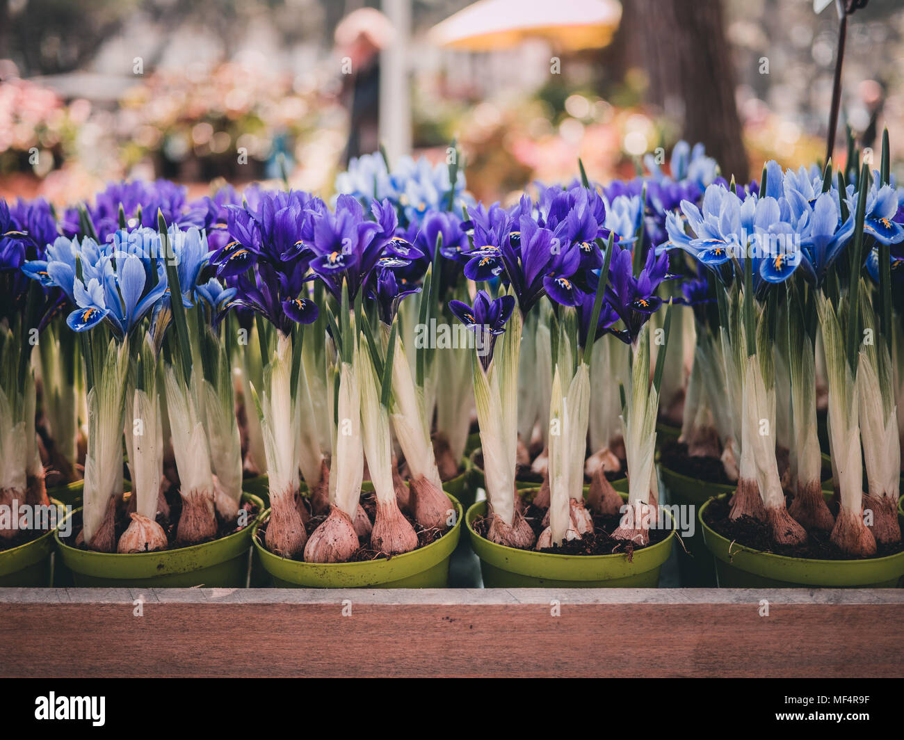 Group Of Green Vases Of Purple Iris Flowers With Stems And Bulbs