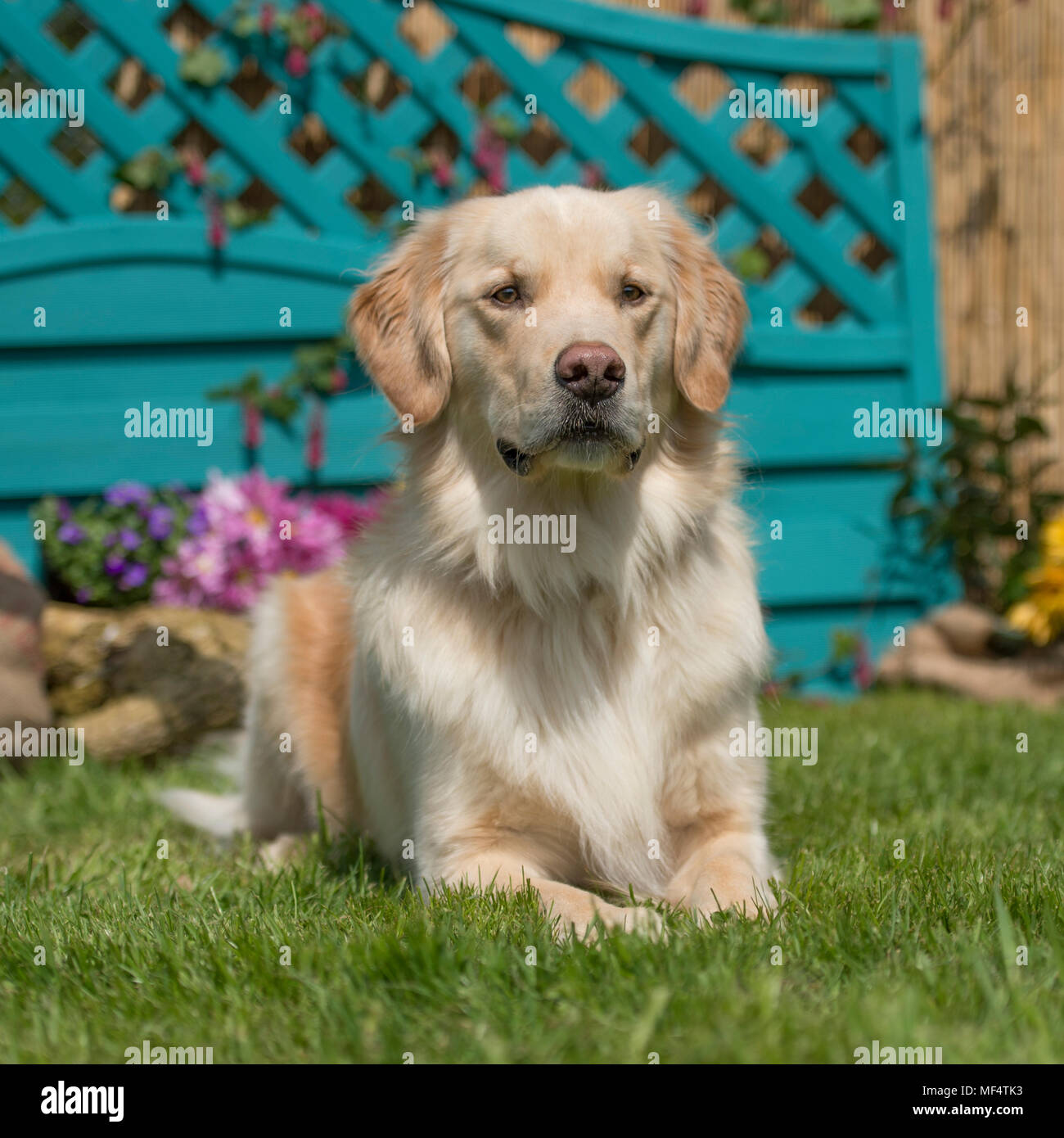 Golden retriever fence hires stock photography and images Alamy