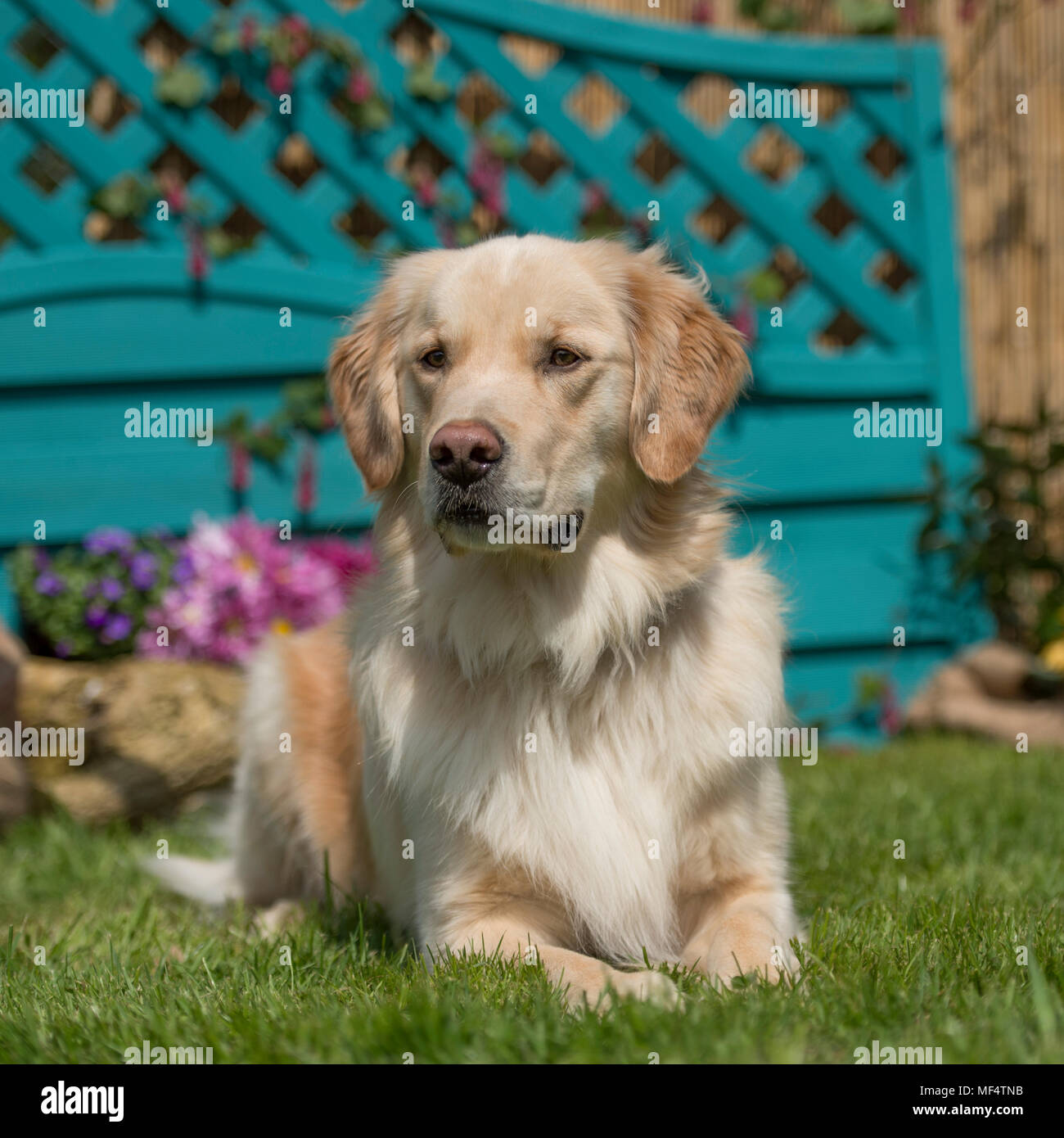 Golden retriever fence hires stock photography and images Alamy