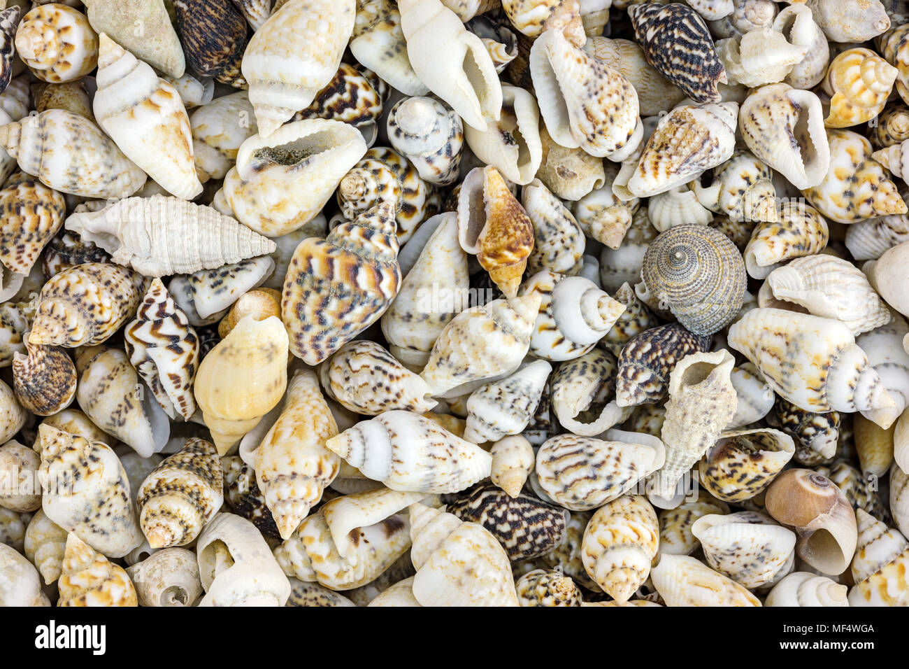 Common sea shells - Stock Image - C033/8266 - Science Photo Library