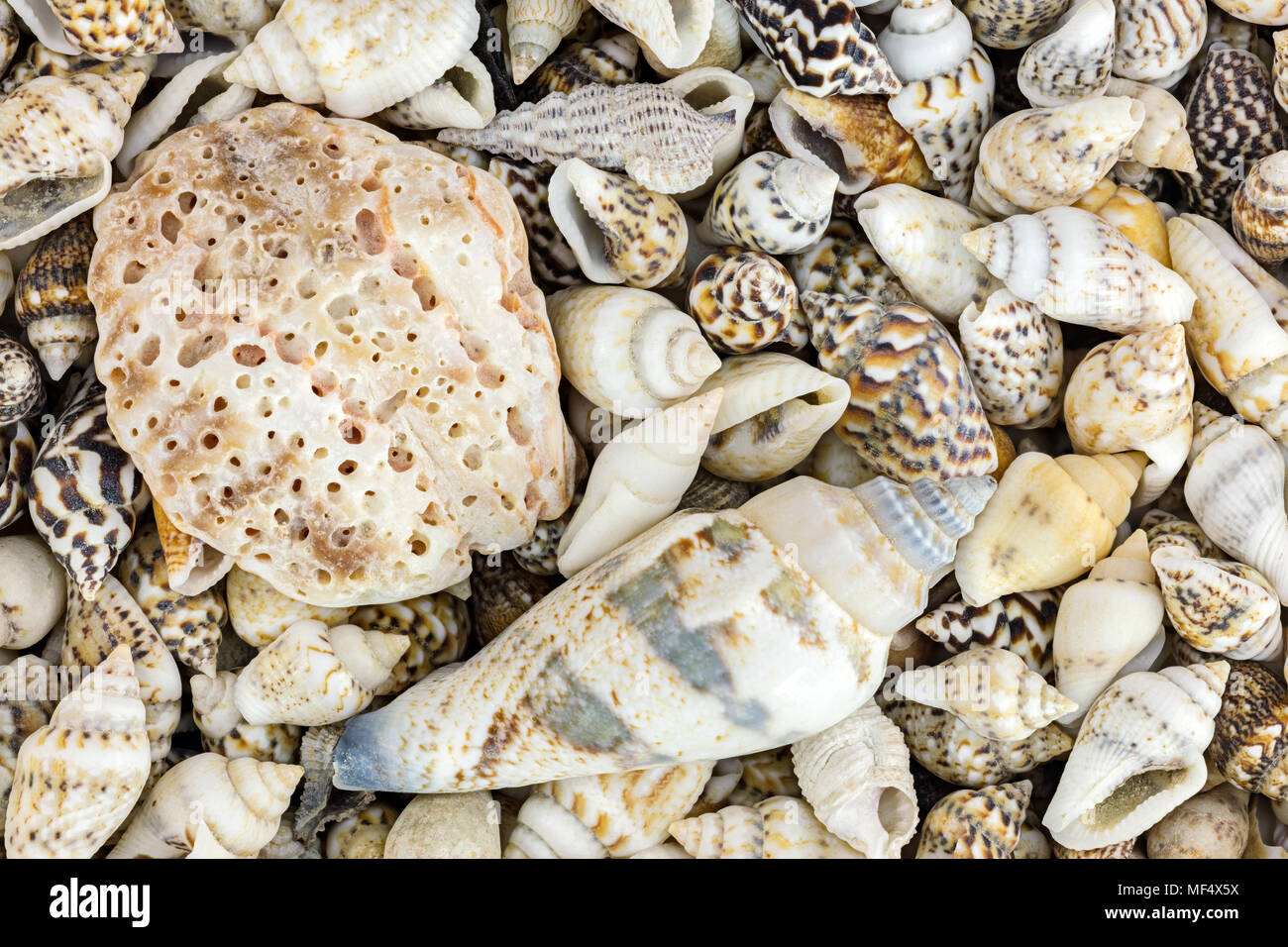 Super Z Outlet Mixed Ocean Beach Fairy Garden Assorted Seashells Marine Life For Decorations, Arts & Crafts, Party Favors Collection (Approx. 50
