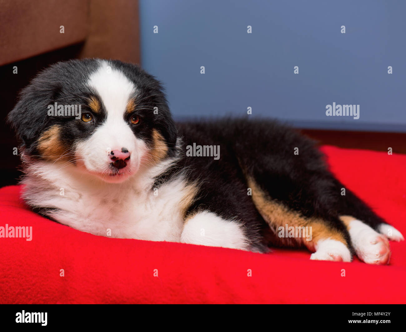 Australian shepherd puppy Stock Photo Alamy