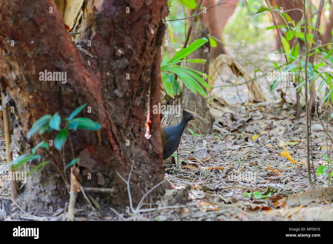 Orange-footed Scrubfowl (Megapodius reinwardt) in the rainforest, Cape Tribulation, Daintree National Park, Far North Queensland, FNQ, QLD, Australia Stock Photo