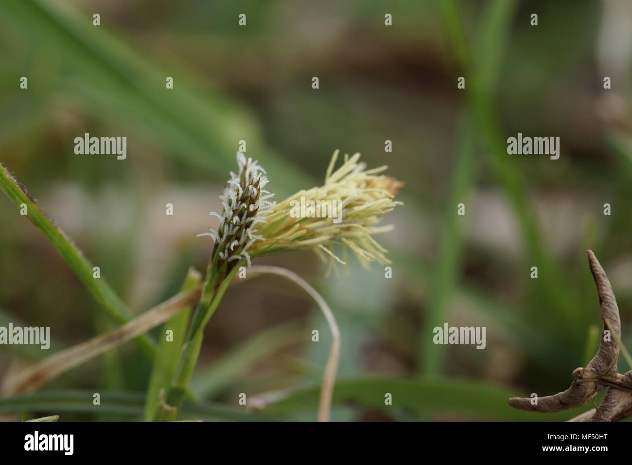Carex caryophyllea (Spring-sedge) Stock Photo