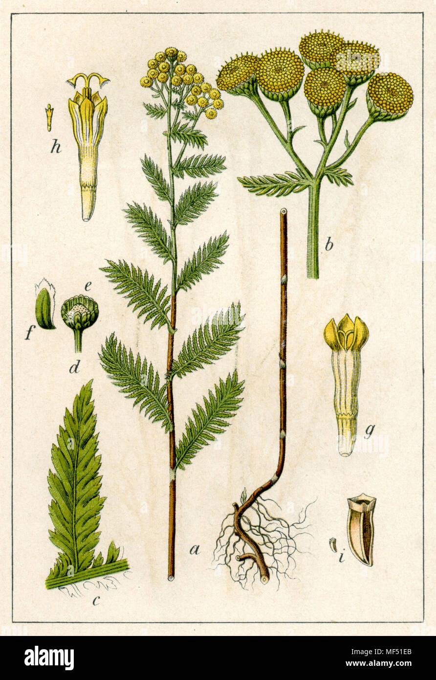 Tansy <Tanacetum vulgare>,    1905 Stock Photo