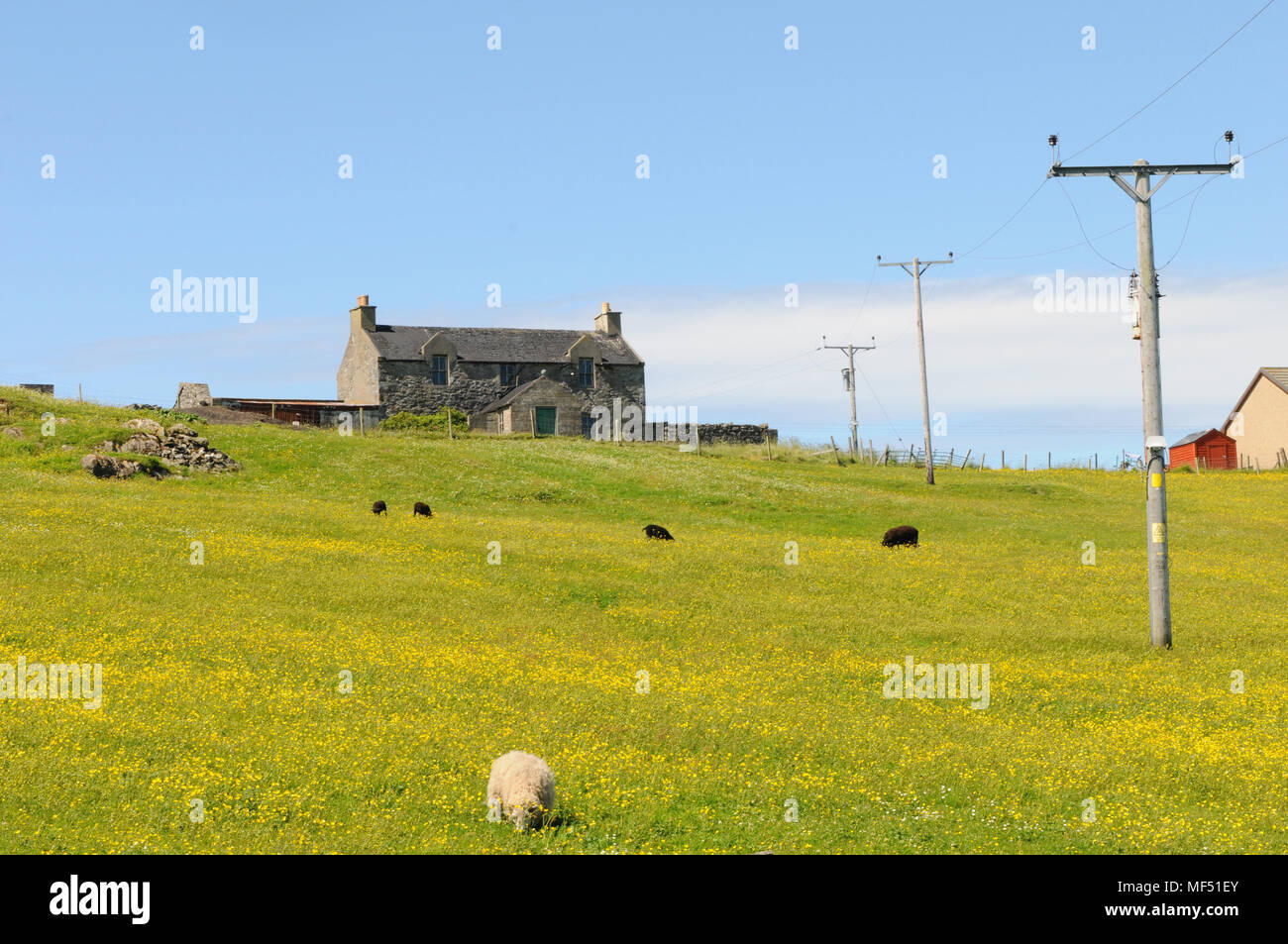 Field in Shetland covered in buttercups with sheep and an old derelict croft farm house Stock Photo