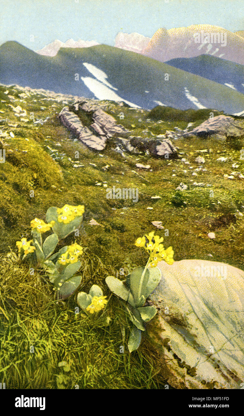auricula, mountain cowslip or bear's ear <Primula auricula>,    1910 Stock Photo