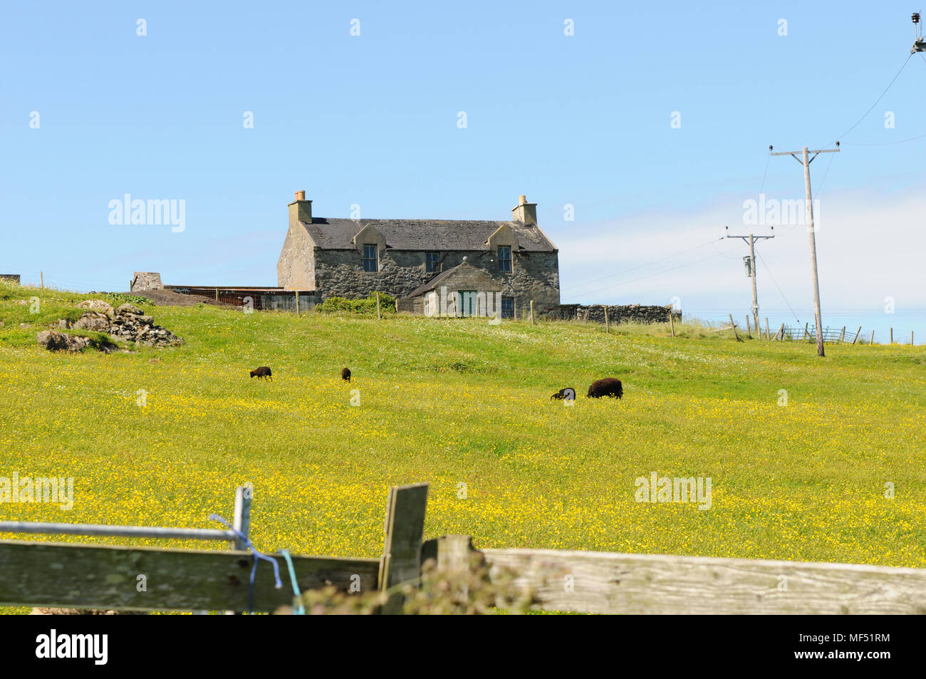 Field in Shetland covered in buttercups with sheep and an old derelict croft farm house Stock Photo