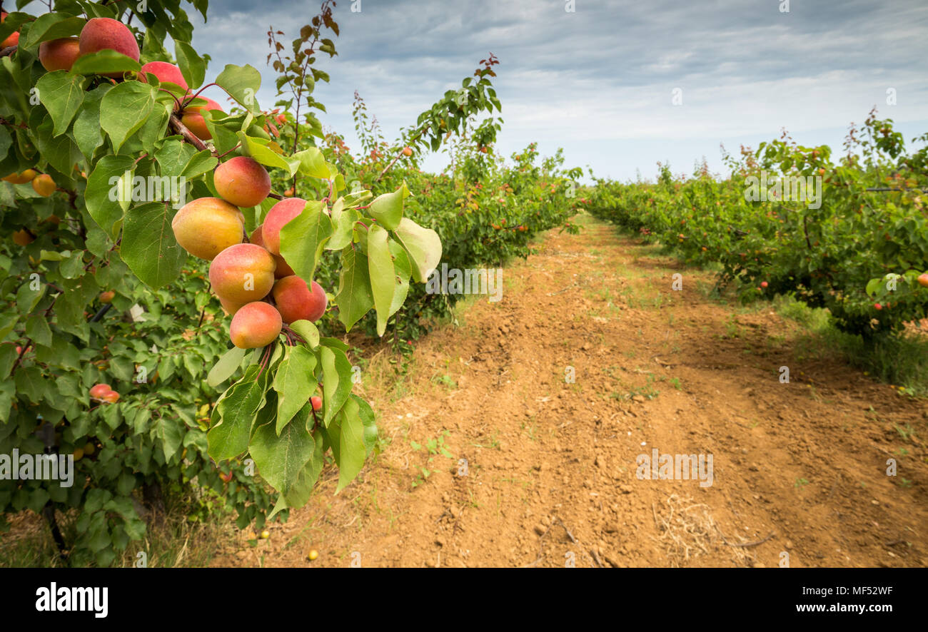Apricot orchard. Field with apricot trees and a dirt path Stock Photo Alamy