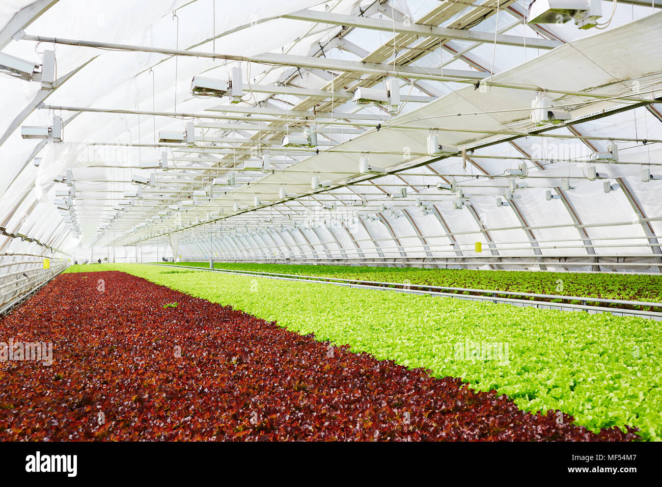 Red and green leaf lettuce growing in spacious commercial greenhouse