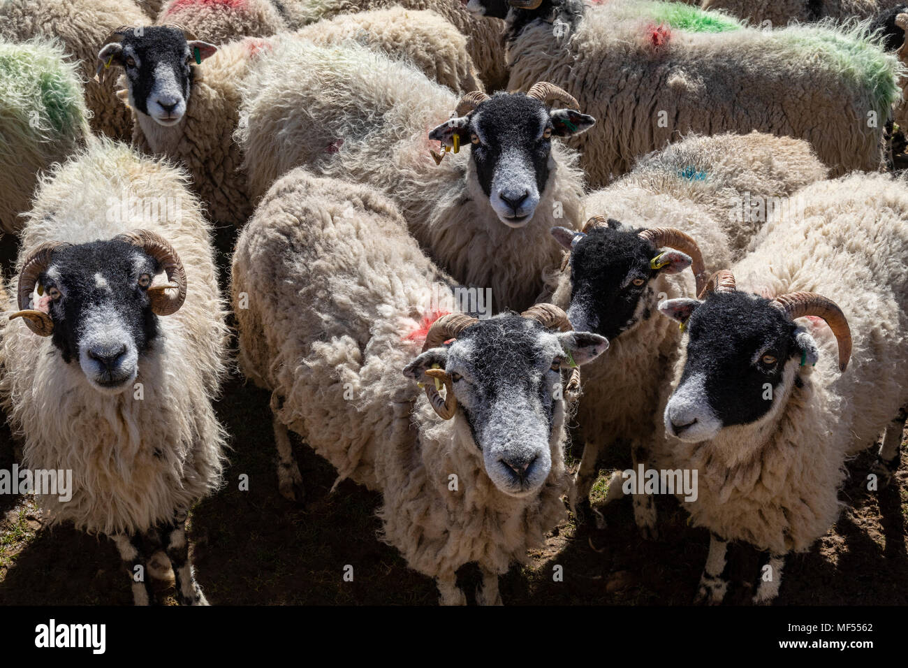 Swaledale sheep in the Yorkshire Dales in northeast England. Swaledales are noted for their off-white wool, curled horns and white around their nose a Stock Photo