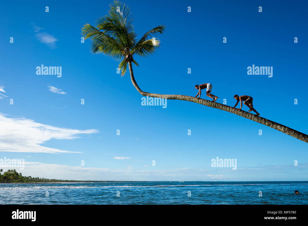 CAIRU, BRAZIL - CIRCA MARCH 2018: Young guys climb a coconut palm tree overhanging calm tropical waters at sunset. Stock Photo