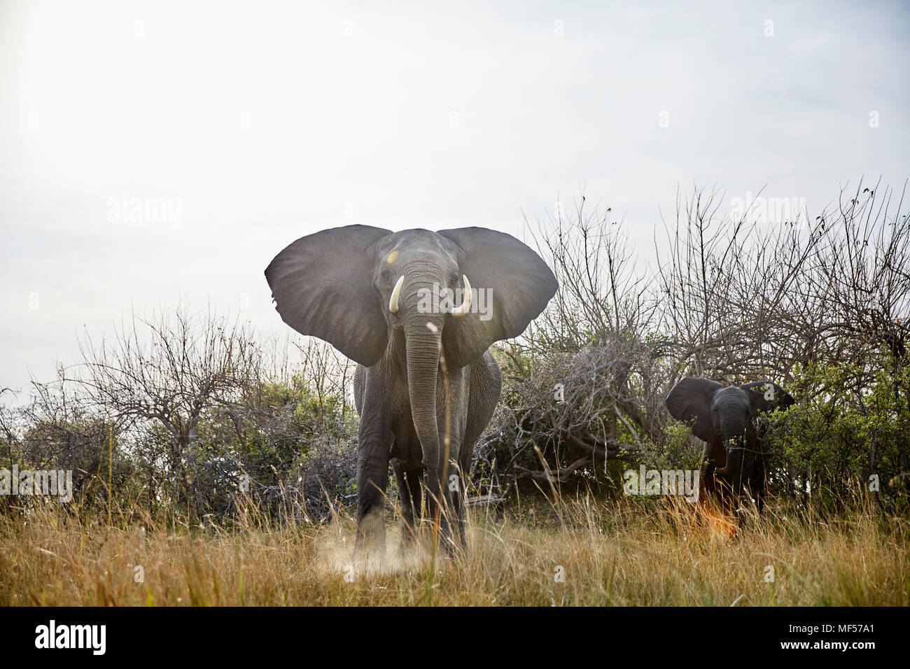 Namibia, Caprivi, cow elephant in defensive attitude, young animal in the background Stock Photo