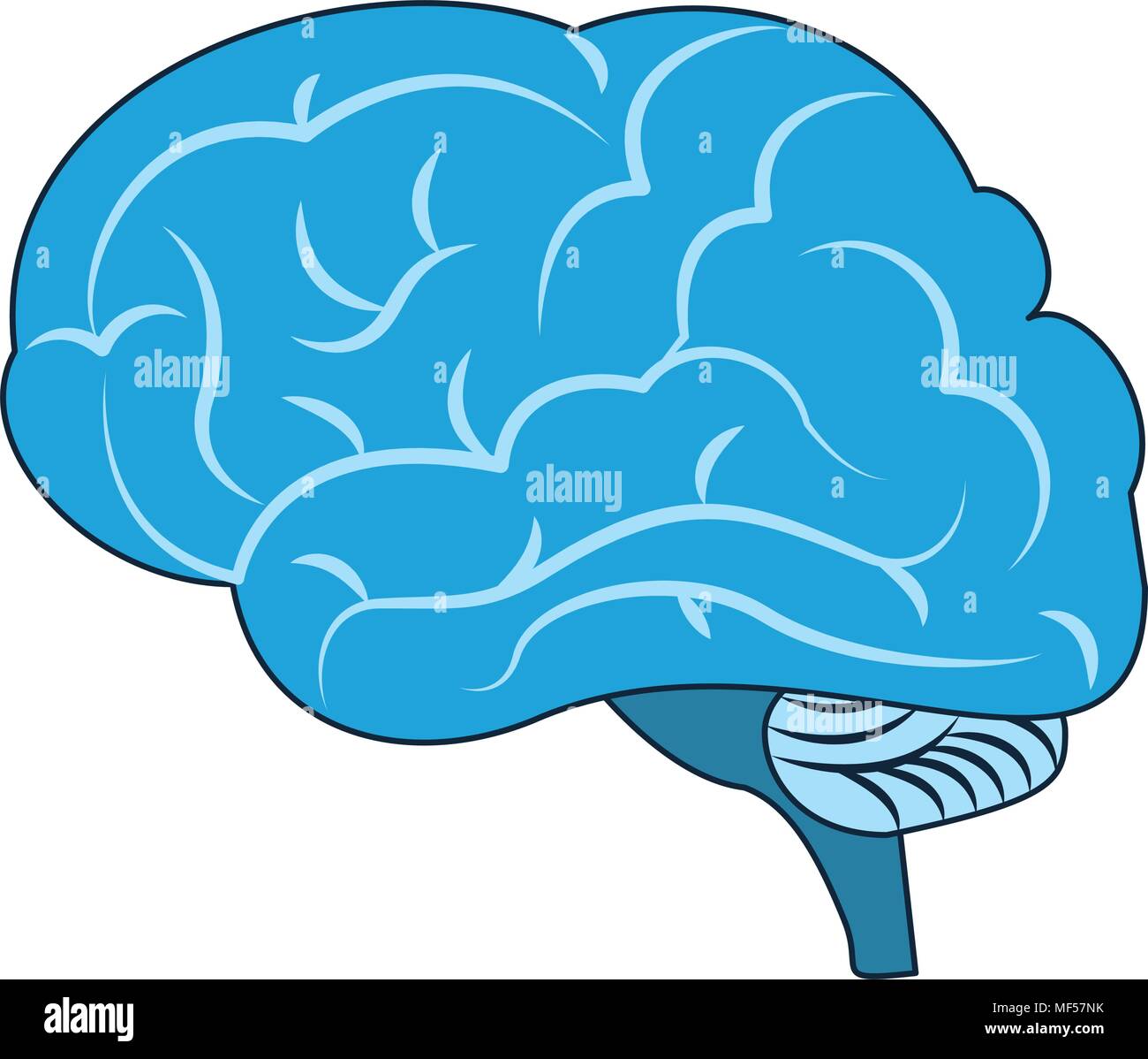 Human brain isolated Stock Vector Image & Art - Alamy