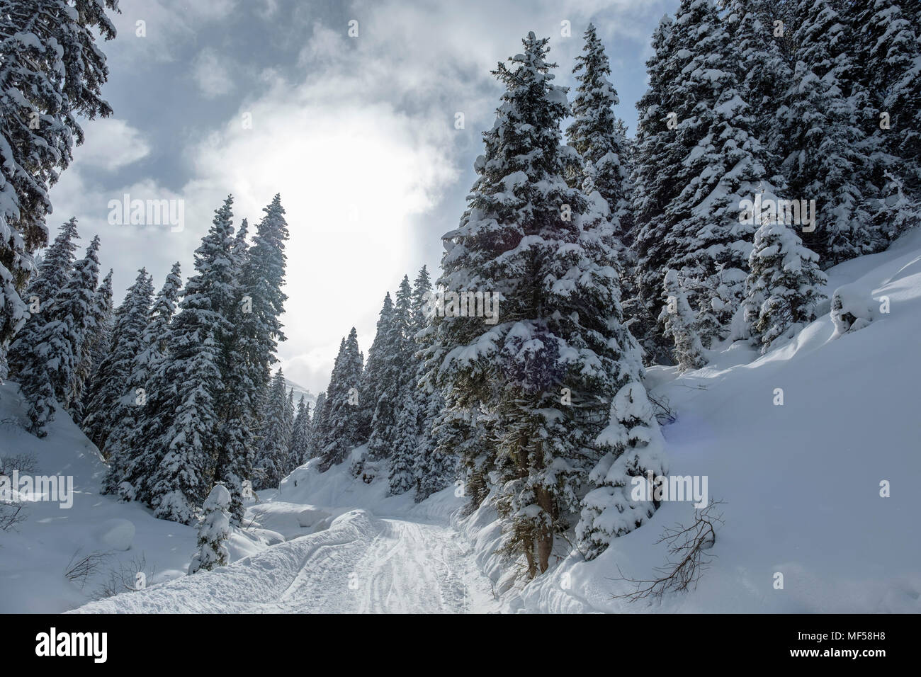 Winterlandschaft, Winter in den Bergen, Winterwald, Hochfügen, Zillertal, Tirol, Österreich Stock Photo