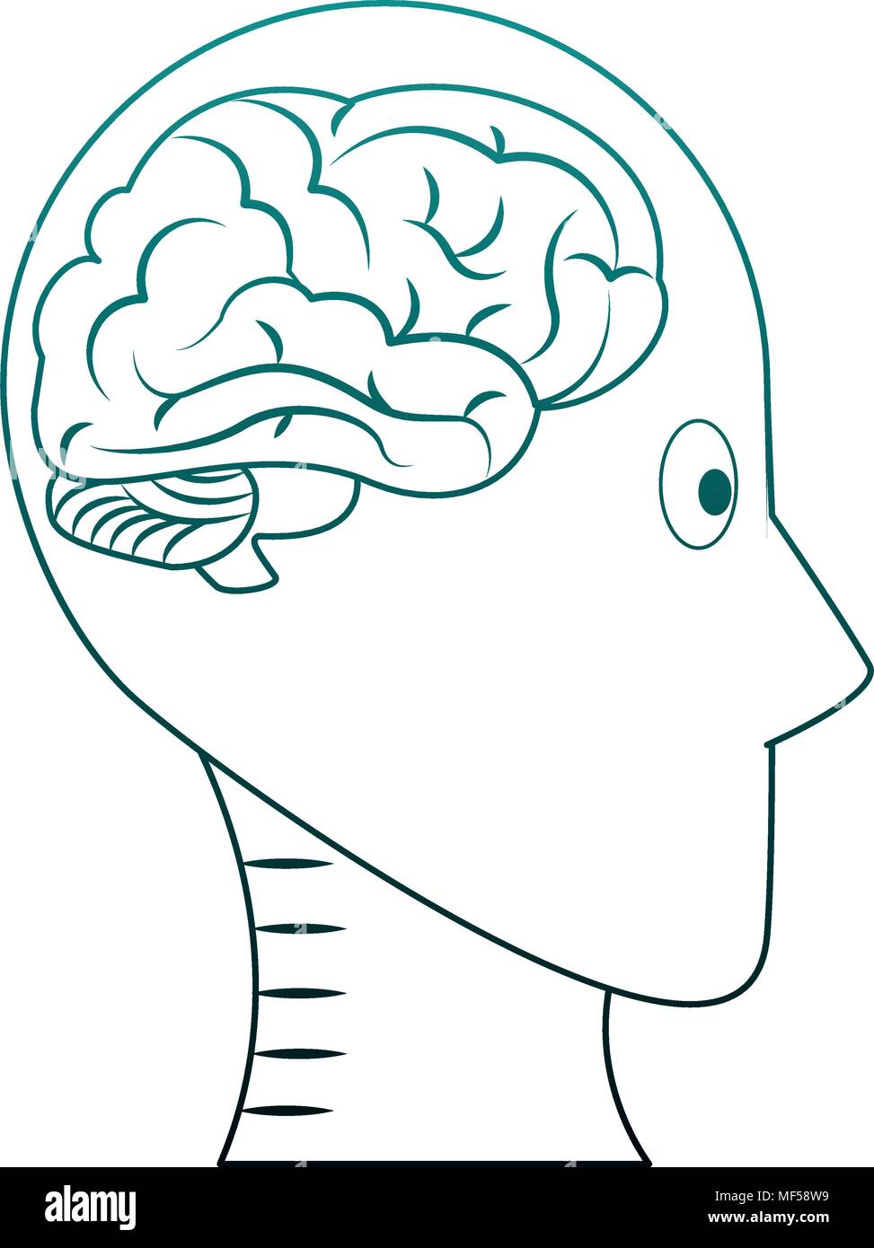 Head silhouette with brain inside on blue lines Stock Vector Image ...