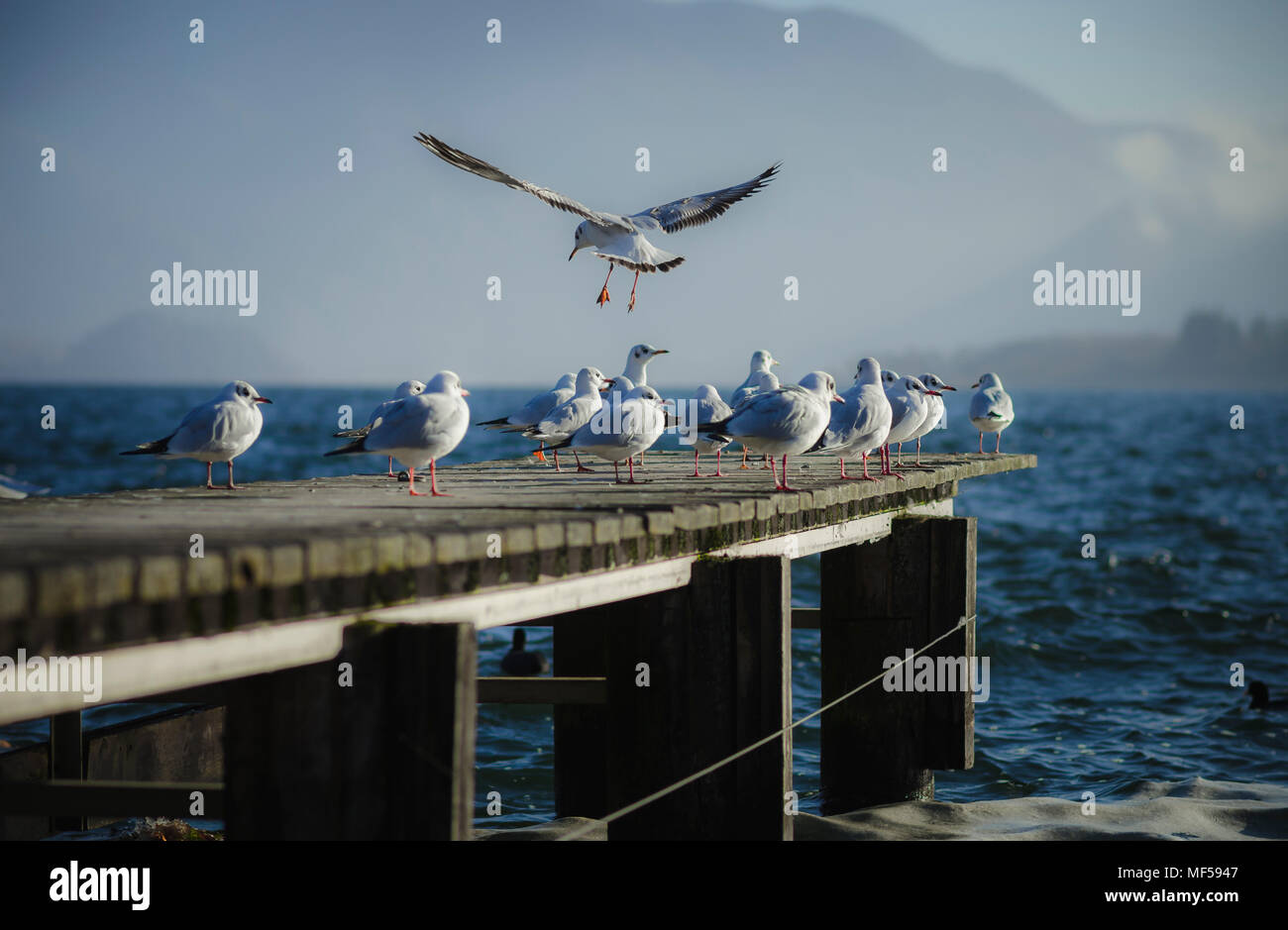 Austria, Salzkammergut, Lake Mondsee, wooden walkway and seagulls in the morning Stock Photo