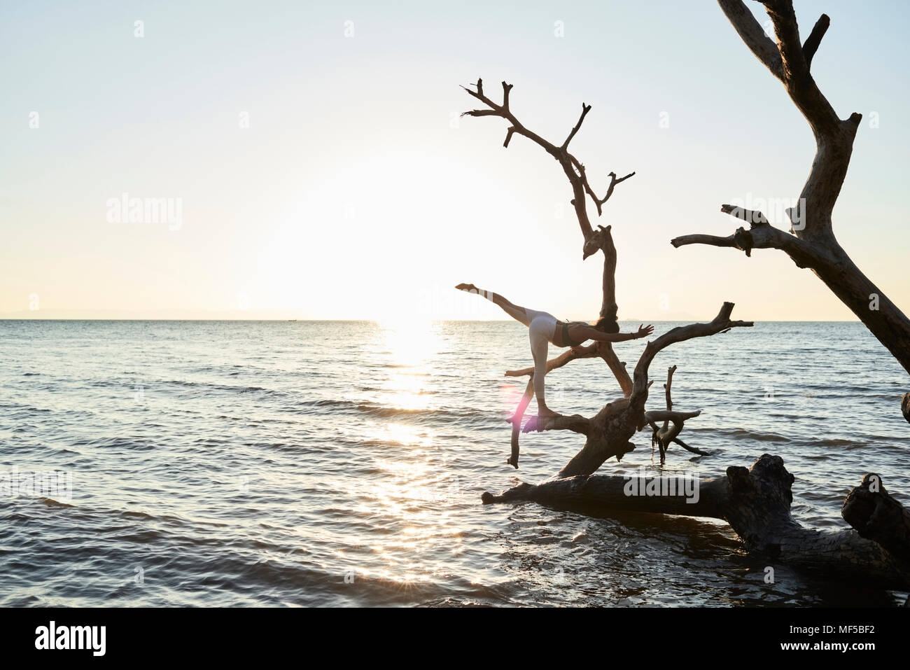 Woman in yoga tree hi-res stock photography and images - Alamy
