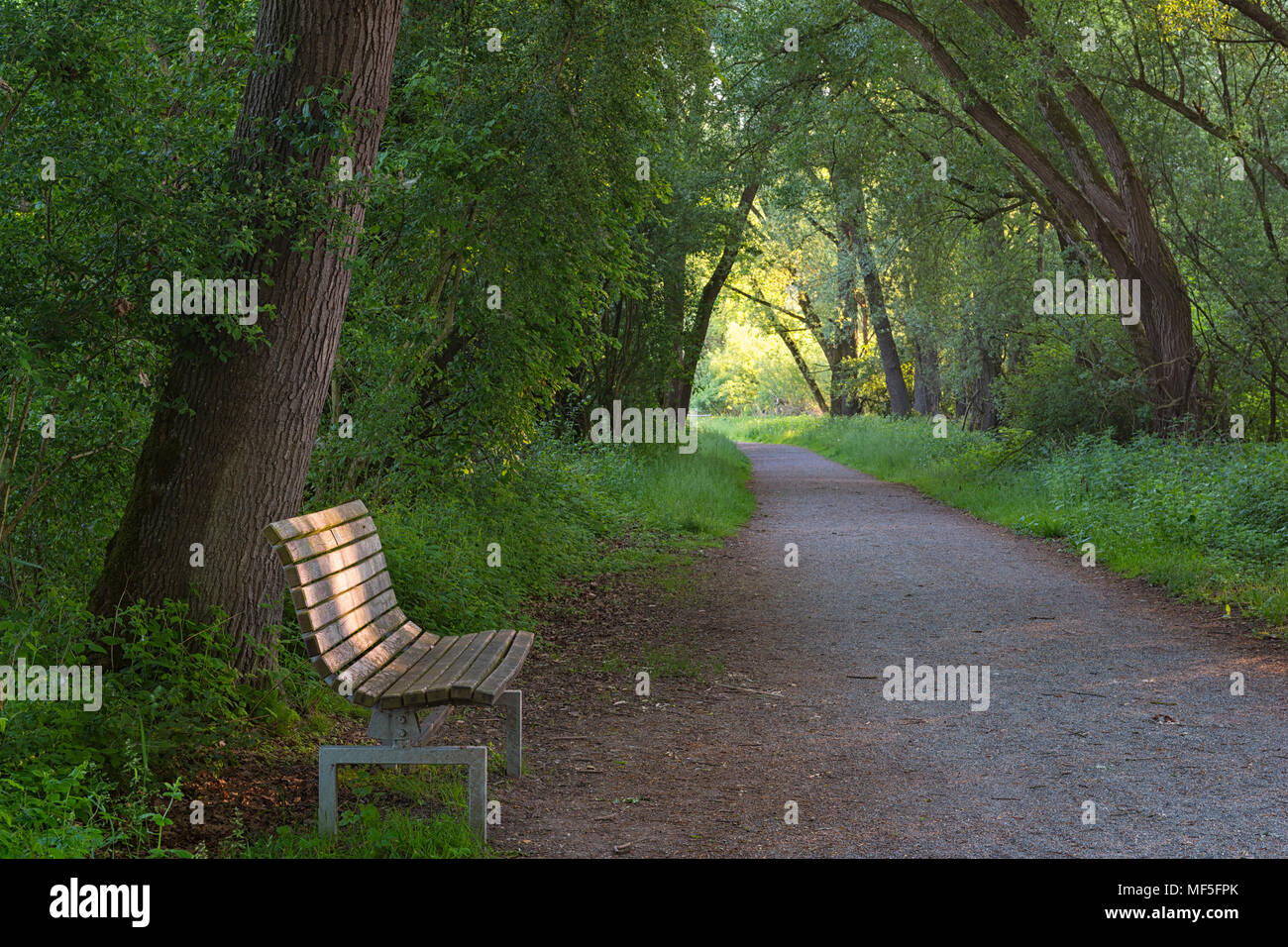 Germany, Ludwigshafen, Aachried, wooden bench and empty way Stock Photo