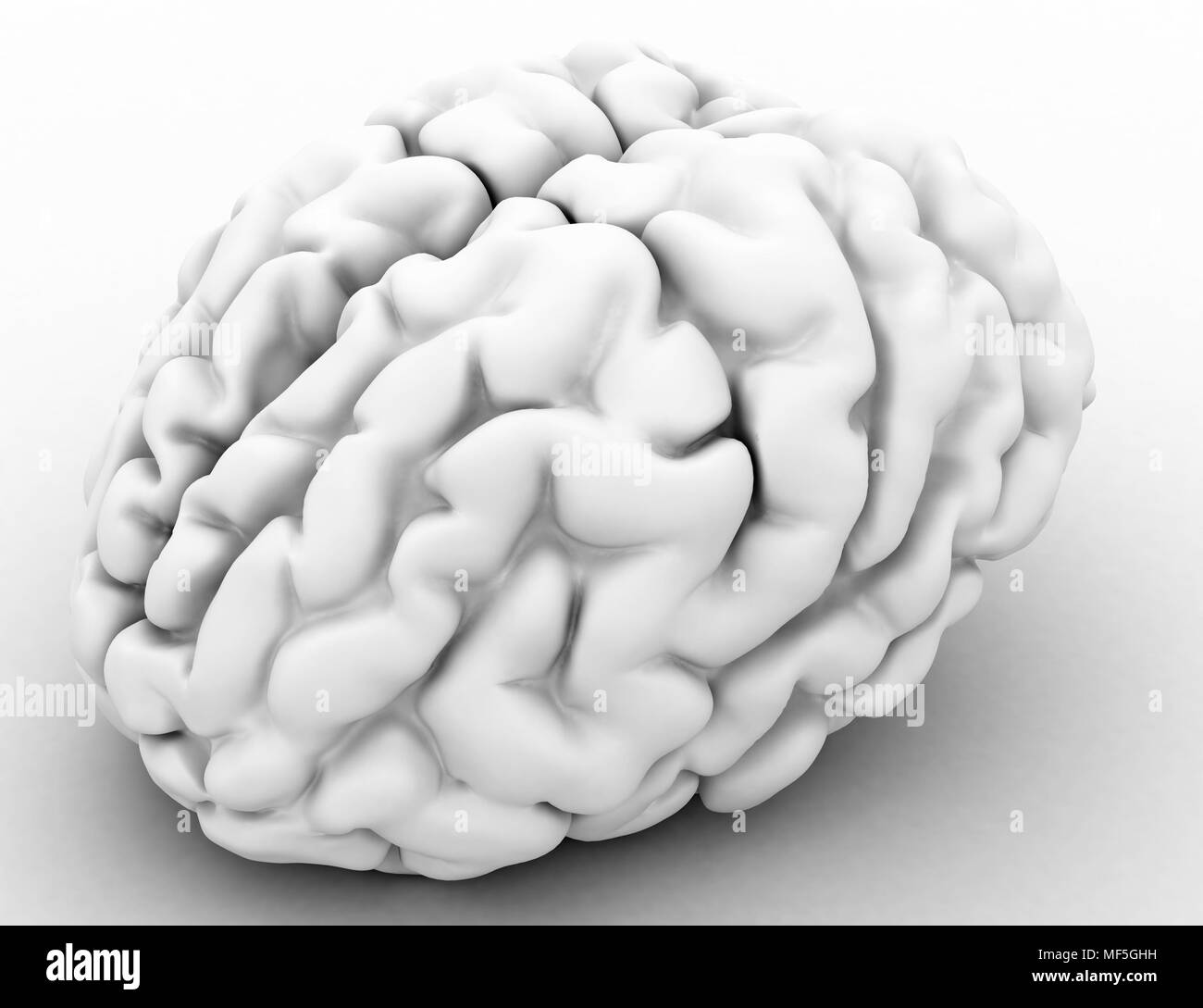 White 3d human brain model Stock Photo