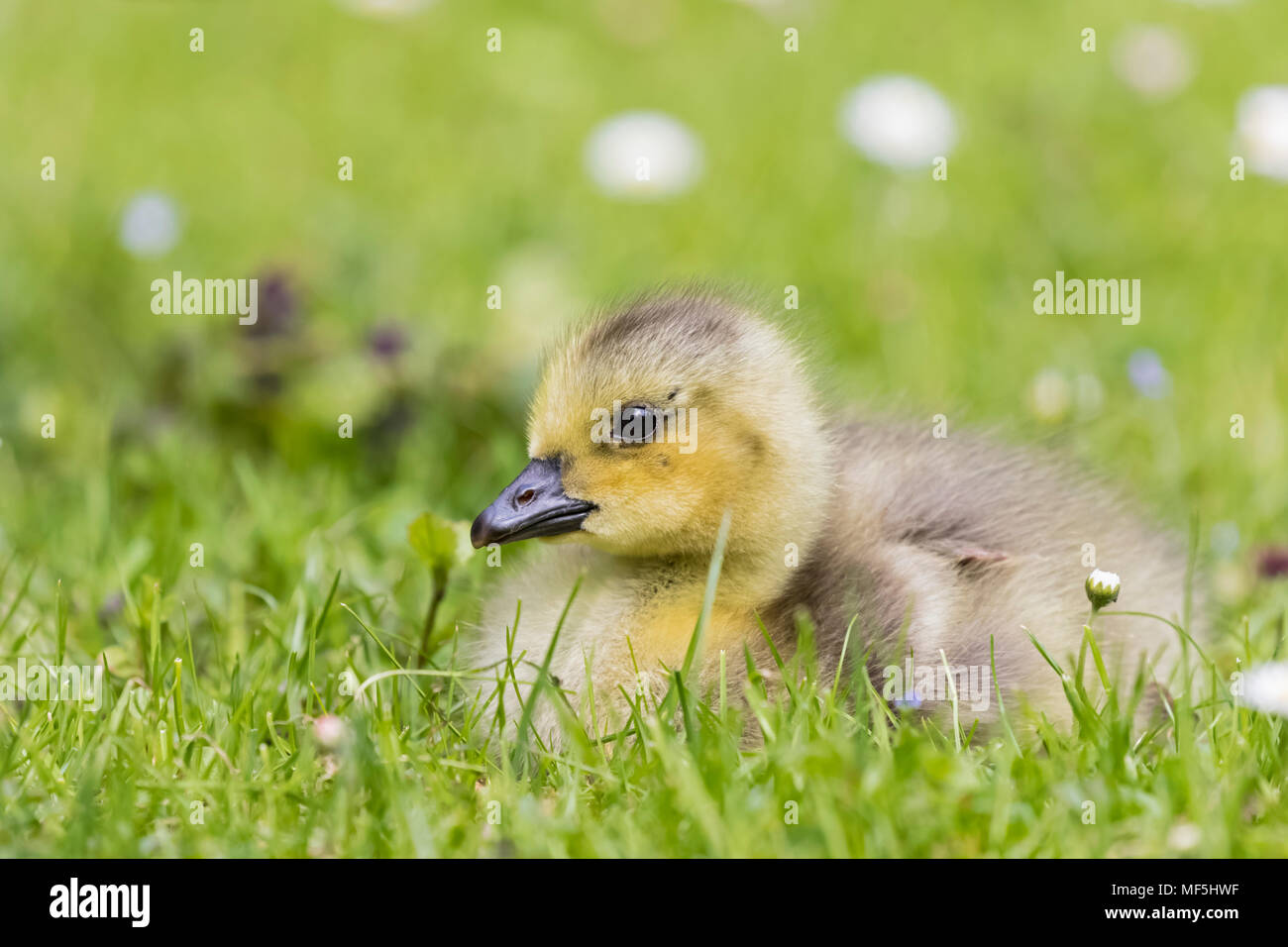 Gosling of Canada goose lying on a meadow Stock Photo